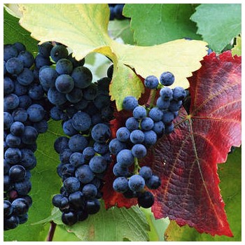 Vynmedis /vitis/ 'Wyszniowy Rannij' - C2 kont.