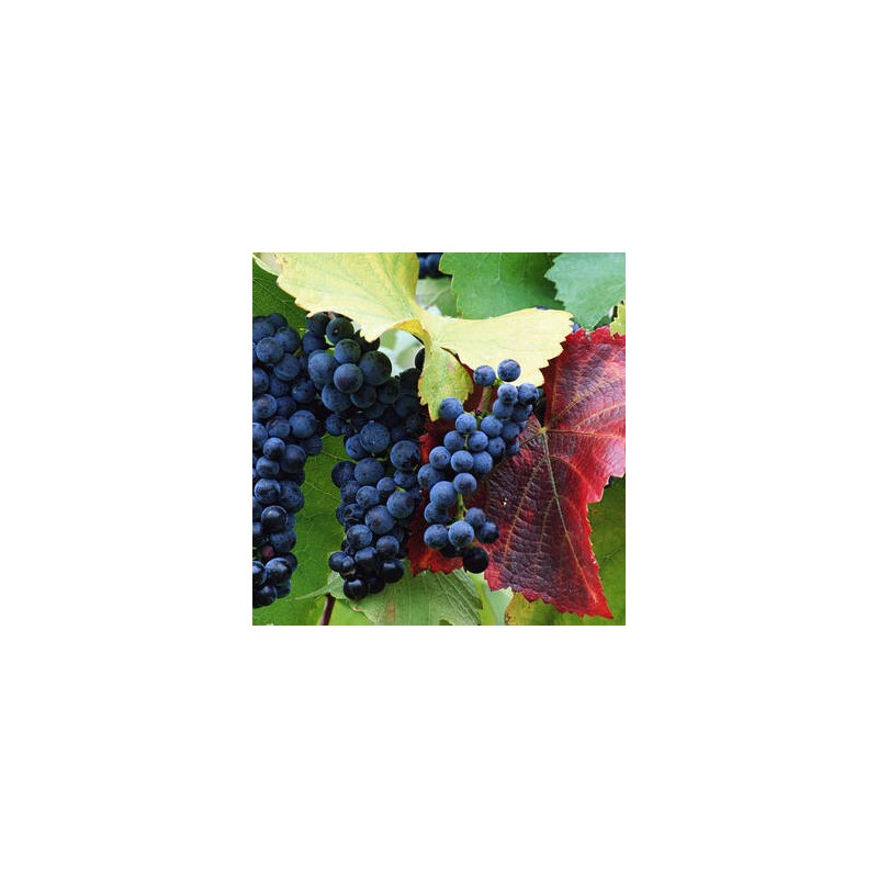 Vīnoga /vitis/ 'Wyszniowy Rannij' - C2 kont.