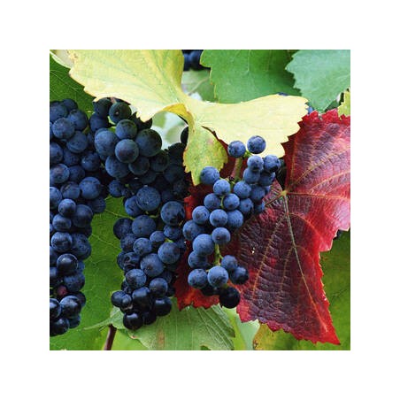 Vynmedis /vitis/ 'Wyszniowy Rannij' - C2 kont.