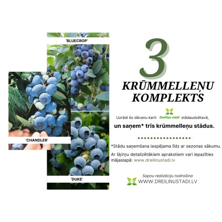 Sodinukų rinkinys – trys šilauogės