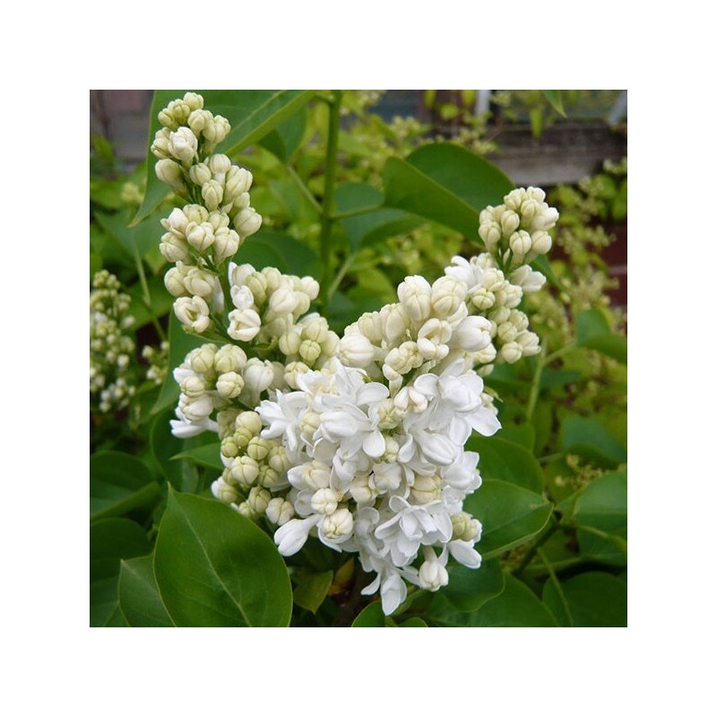 Alyva  'Madame Lemoine' /Syringa vulgaris/- C3 kont.