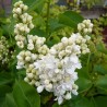 Ceriņš 'Madame Lemoine' /Syringa vulgaris/- C3 kont.