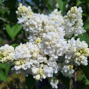 Alyva  'Madame Lemoine' /Syringa vulgaris/- C3 kont.