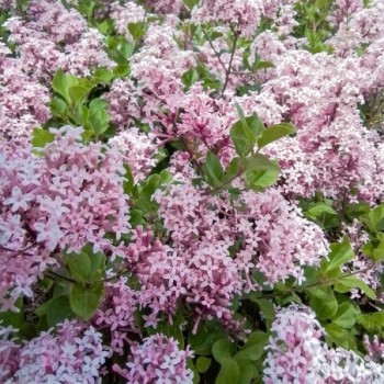 Meijera ceriņš "Palibin"...