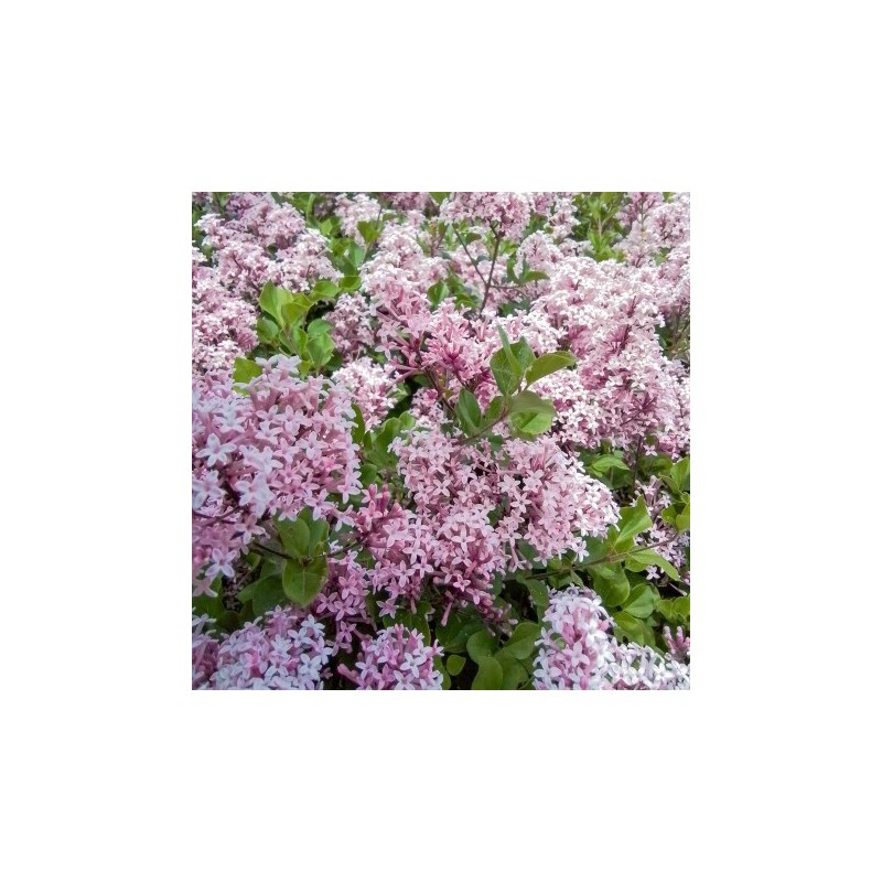 Ceriņš, Meijera "Palibin" /Syringa meyeri/ - C2,5 Kont.