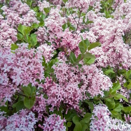 Alyva, Mejerio "Palibin" /Syringa meyeri/ - C2 Kont.