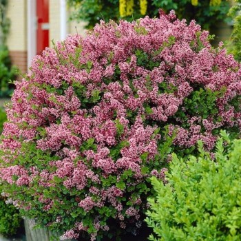 Ceriņš, Meijera 'Red Pixie' /Syringa meyeri/ - C2,5 kont.