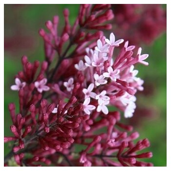 Ceriņš, Meijera 'Red Pixie' /Syringa meyeri/ - C2 kont.
