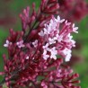 Ceriņš, Meijera 'Red Pixie' /Syringa meyeri/ - C2,5 kont.