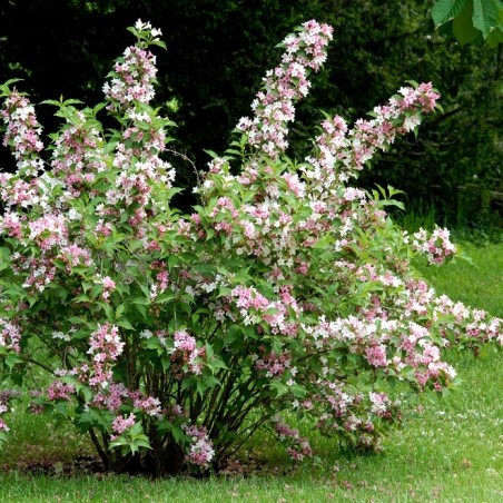 Deucija, hibridinė 'Tourbillon Rouge' /Deutzia x hybrida/ - C2.5 kont.