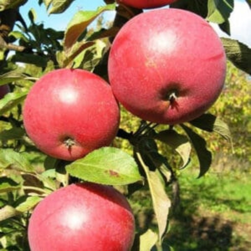 Obelis, koloninė  ,,Anda,, /malus domestica/ - 50-70cm