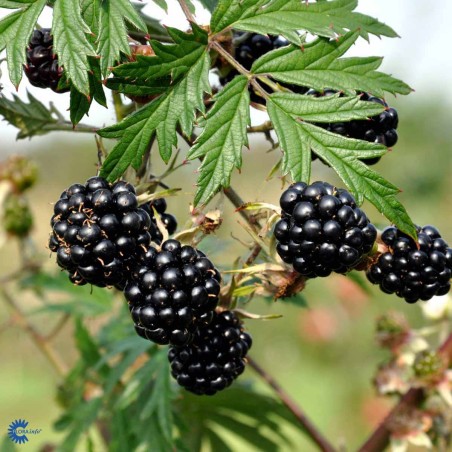 Kazene "Thornless Evergreen" /rubus fruticosus/ - C2 kont.