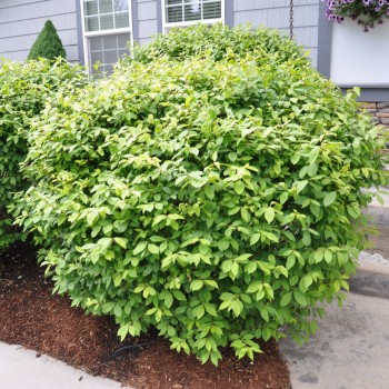 Segliņš, Eiropas 'Compactus' /euonymus europaeus/ - C2 kont.