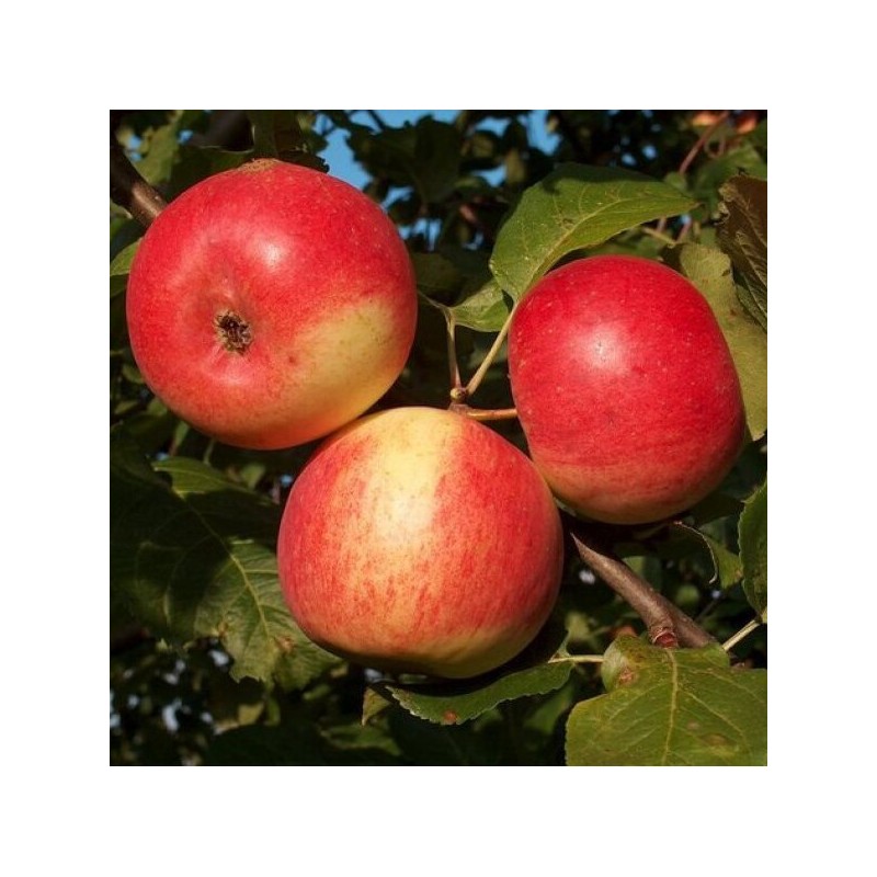 Obelis, vasarinė "Agra" /malus domestica/