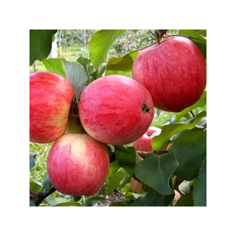 Obelis, vasarinė  "Avenairuss" /malus domestica/