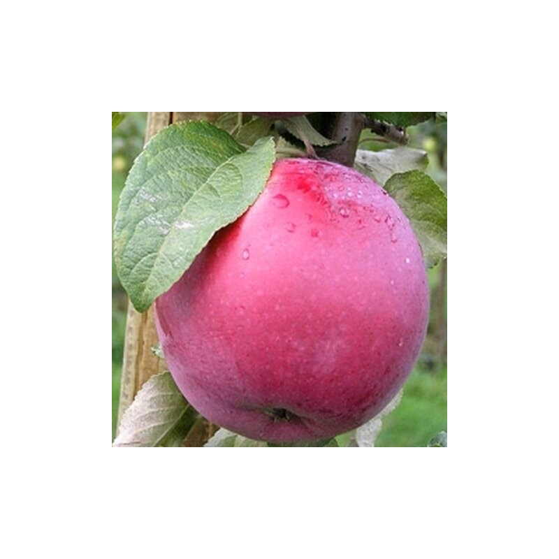 Obelis, vasarinė "Roberts" /malus domestica/