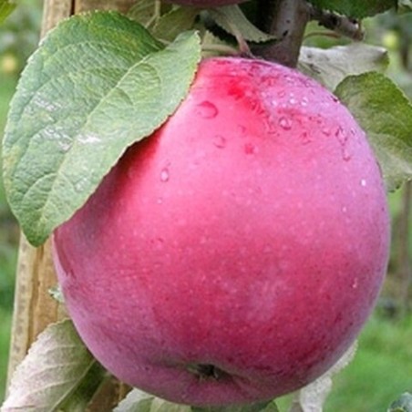 Ābele, vasaras "Roberts" /malus domestica/