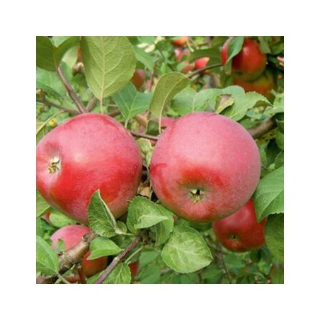 Obelis, rudeninė ,,Dace,, /malus domestica/