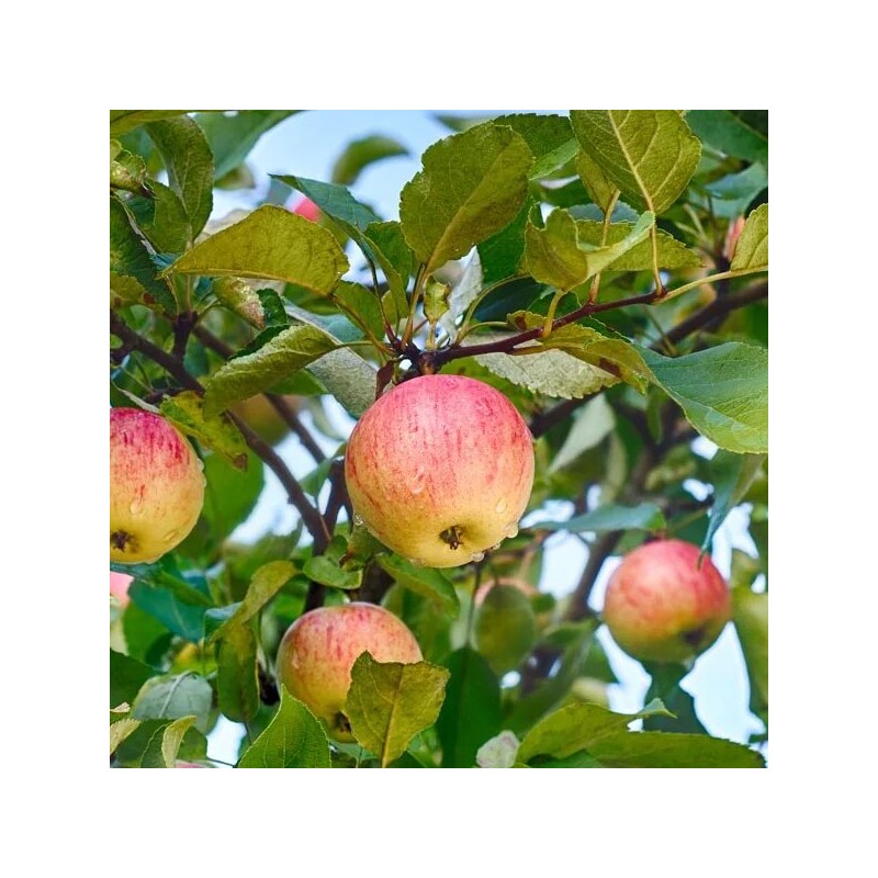 Ābele, rudens ,,Rudens svītrainais,, /malus domestica/