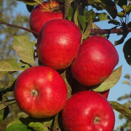 Ābele, ziemas ,,Eksotika,, /malus domestica/