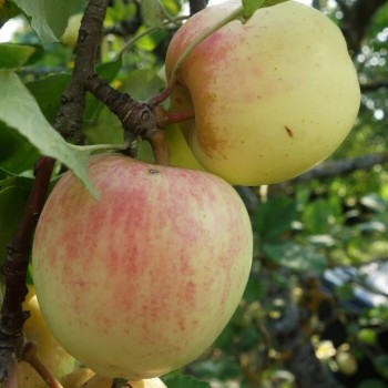 Obelis, rudeninė "Zelta...