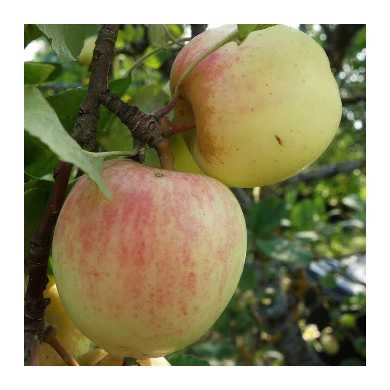 Ābele, rudens "Zelta Renete", /Malus domestica/