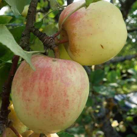 Obelis, rudeninė "Zelta Renete", /Malus domestica/