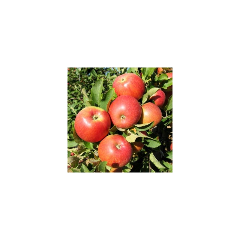 Ābele, ziemas ,,Skaistis,, /malus domestica/