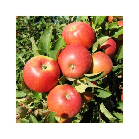 Ābele, ziemas ,,Skaistis,, /malus domestica/