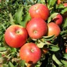 Ābele, ziemas ,,Skaistis,, /malus domestica/