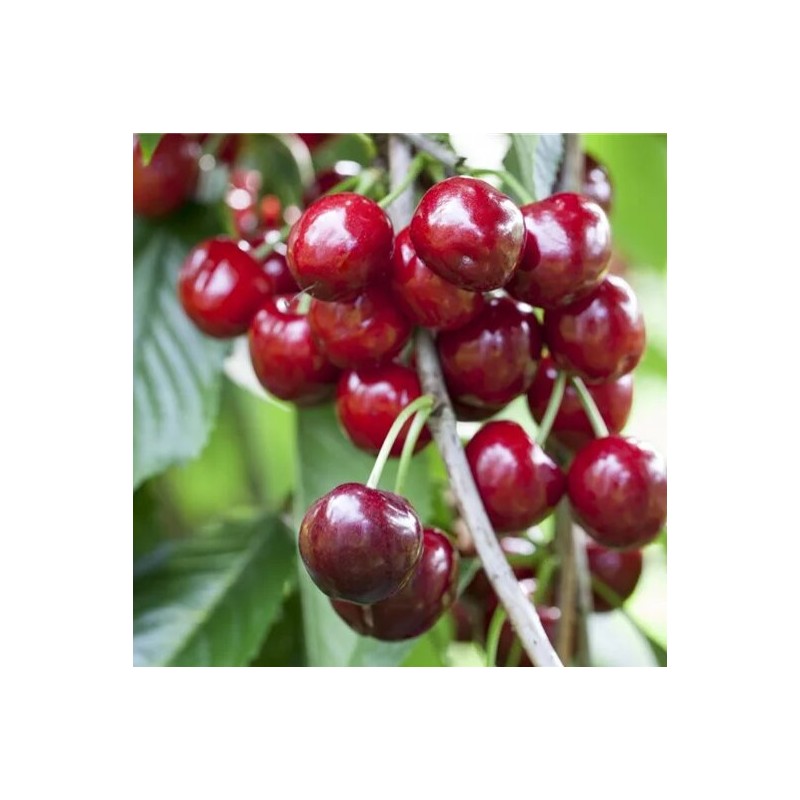 Vyšnia ,,Skeena,, /prunus avium/ (vidēji vēlais)