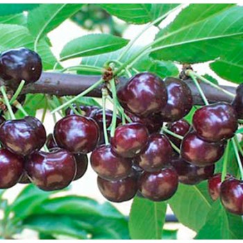 Vyšnia ,,Novella,, /prunus...