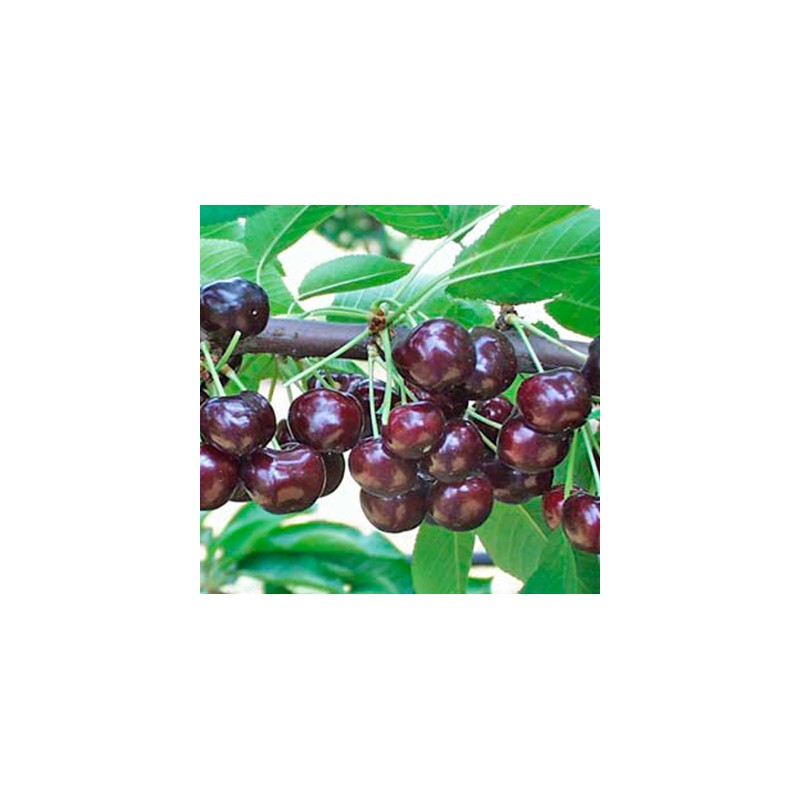 Ķirsis ,,Novella,, /prunus cerasus/ (vidēji agrs)