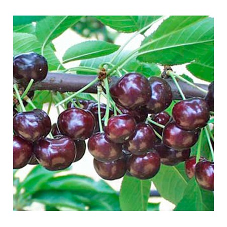 Ķirsis ,,Novella,, /prunus cerasus/ (vidēji agrs)