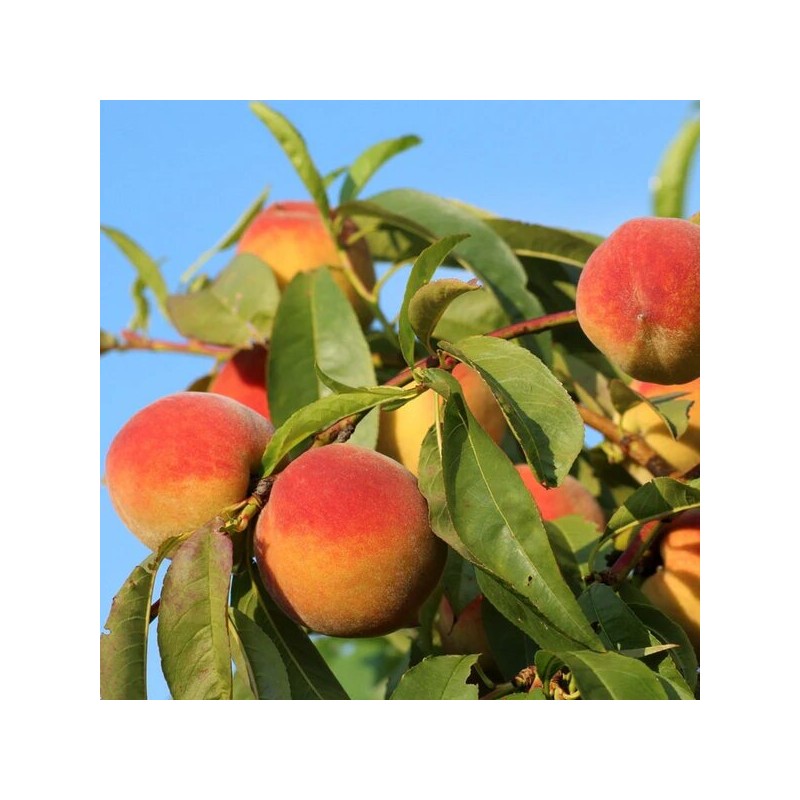 Persiks ,,Royalvee,, /prunus persica/ (vidēji agrais)