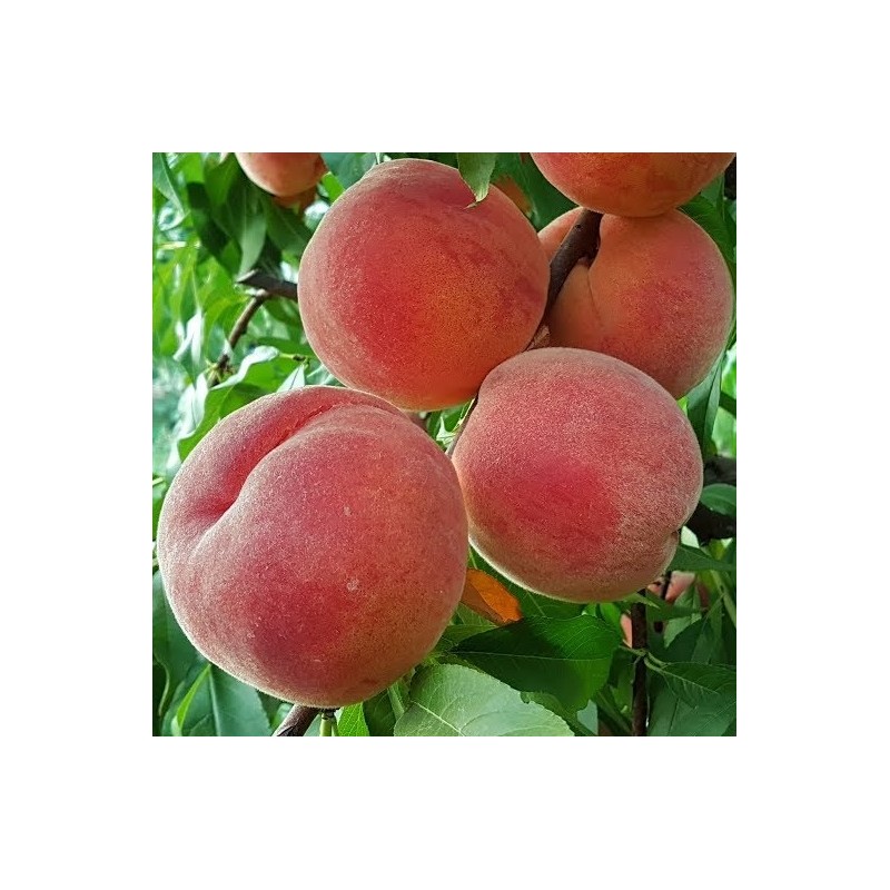 Persiks ,,Virgil,, /prunus persica/ (agrais)