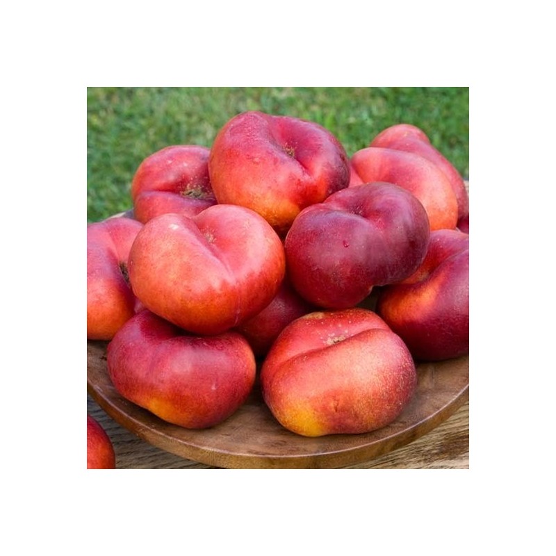 Nektarinas "Flateryna" /Prunus persica var. nupersica/ (vidēji agrais)