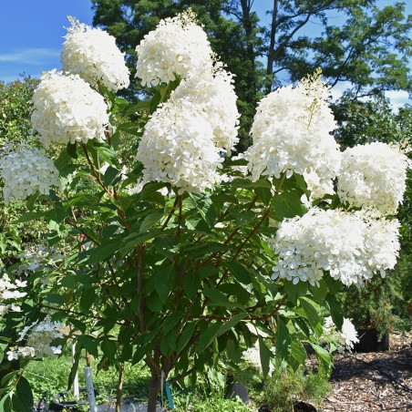 Hortenzija, šluotelinė ,,Phantom,, /Hydrangea paniculata/ - C3 kont.