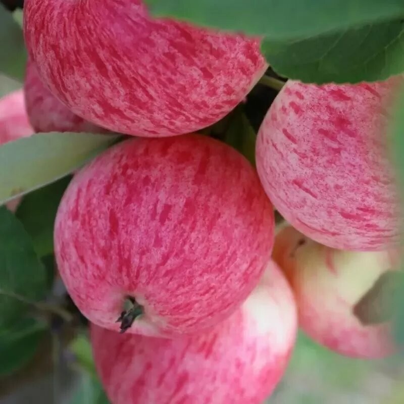 Ābele, vasaras ,,Konfetnoje,, /malus domestica/