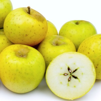 copy of Obelis, žieminė ,,Gold Millennium,, /malus domestica/