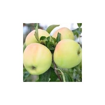 Ābele, ziemas ,,Gold...