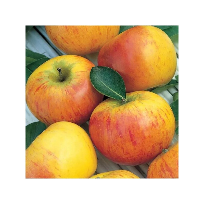 copy of Obelis, rudeninė ,,Dace,, /malus domestica/