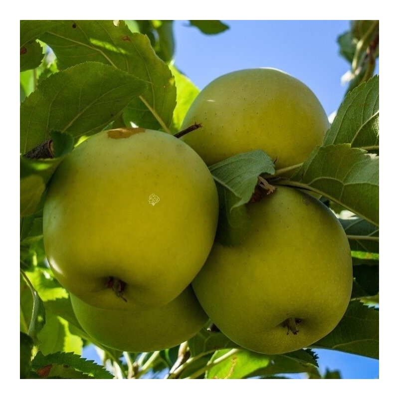 Ābele, vasaras "Antonowka Zwykła" /Malus domestica/