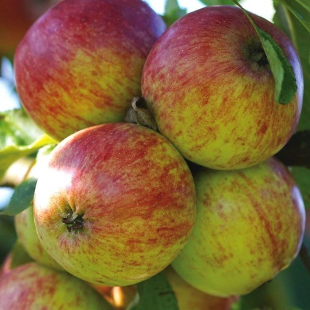 copy of Ābele, vasaras "Antonowka Maslowa" /Malus domestica/ - 120-160cm