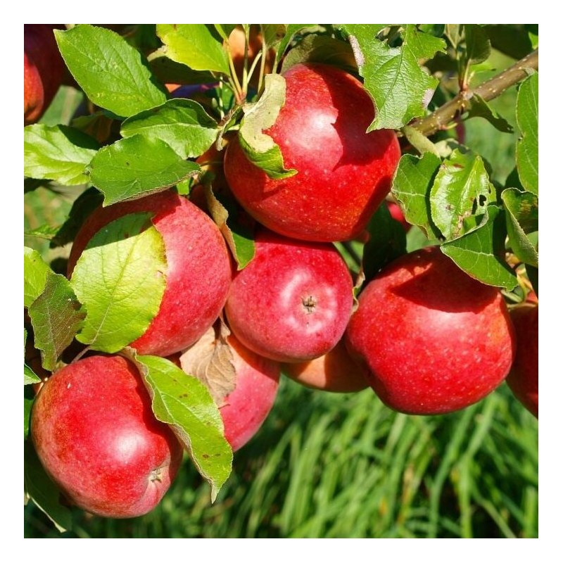 Ābele, vasaras "Sarkanais dzidrais" /Malus domestica/