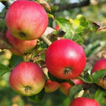 Ābele, rudens ,,Ariwa"...