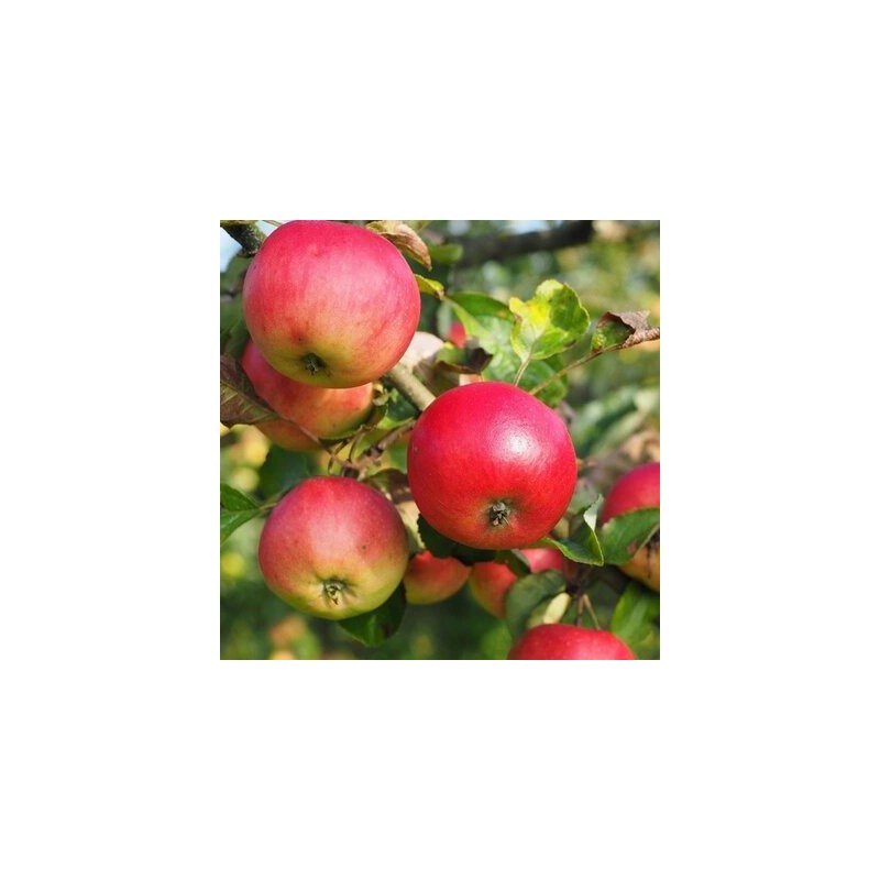 copy of Ābele, rudens ,,Dace,, /malus domestica/