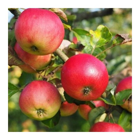 copy of Ābele, rudens ,,Dace,, /malus domestica/