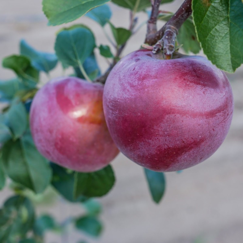 copy of Ābele, rudens ,,Dace,, /malus domestica/