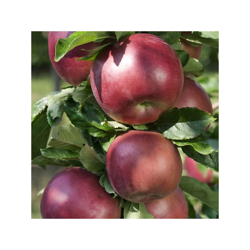 copy of Ābele, vasaras "Antonowka Maslowa" /Malus domestica/ - 120-160cm